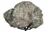 Fossil Sauropod Vertebra Section with Metal Stand - Colorado #339932-2